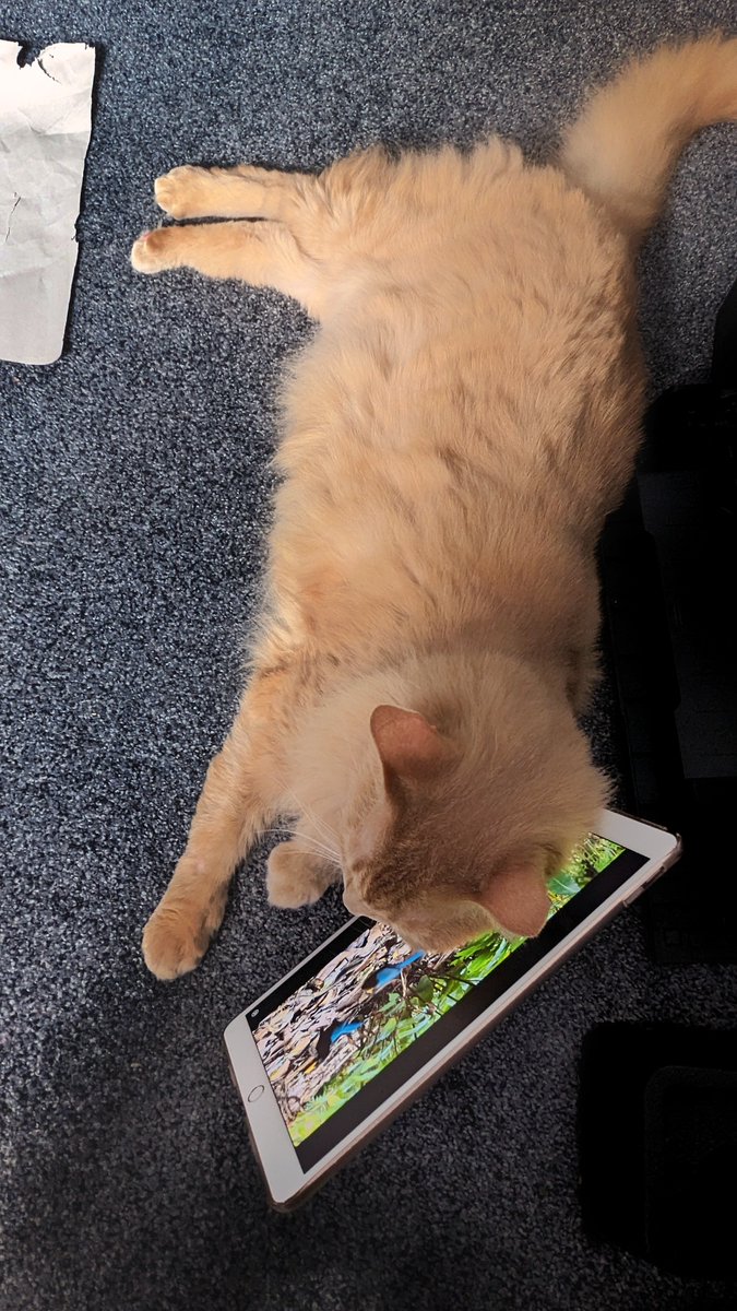 moonchu_'s tweet photo. my bbs https://t.co/9nckW6FtLH