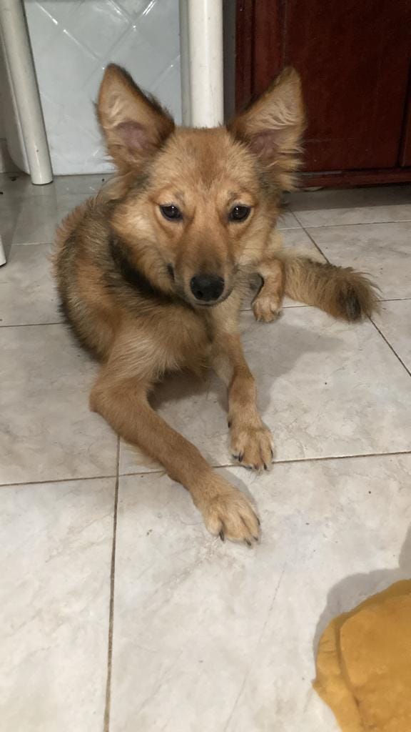 PerroUsuario's tweet photo. VITA en adopción, ubicada en la av. Victoria, Caracas, hembra mestiza de lobo, de un año, esterilizada y desparasitada, se lleva bien con niños y con perros. Dócil y muy cariñosa. Para adopción en Caracas, Contacto 04141353929 https://t.co/UtiSQkzSYx