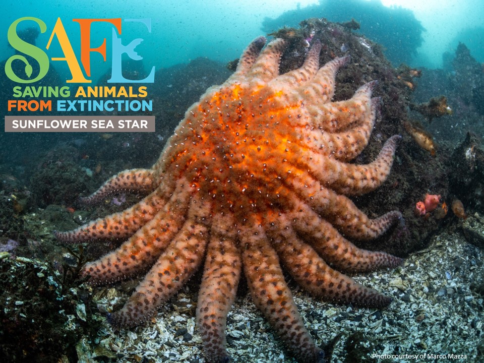 Exciting news, Starfriends! <a href="/zoos_aquariums/">AZA</a> has approved the Sunflower Sea Star "SAFE."

SAFE stands for saving animals from extinction, and focuses the collective expertise within AZA-accredited zoos and aquariums towards recovery efforts.