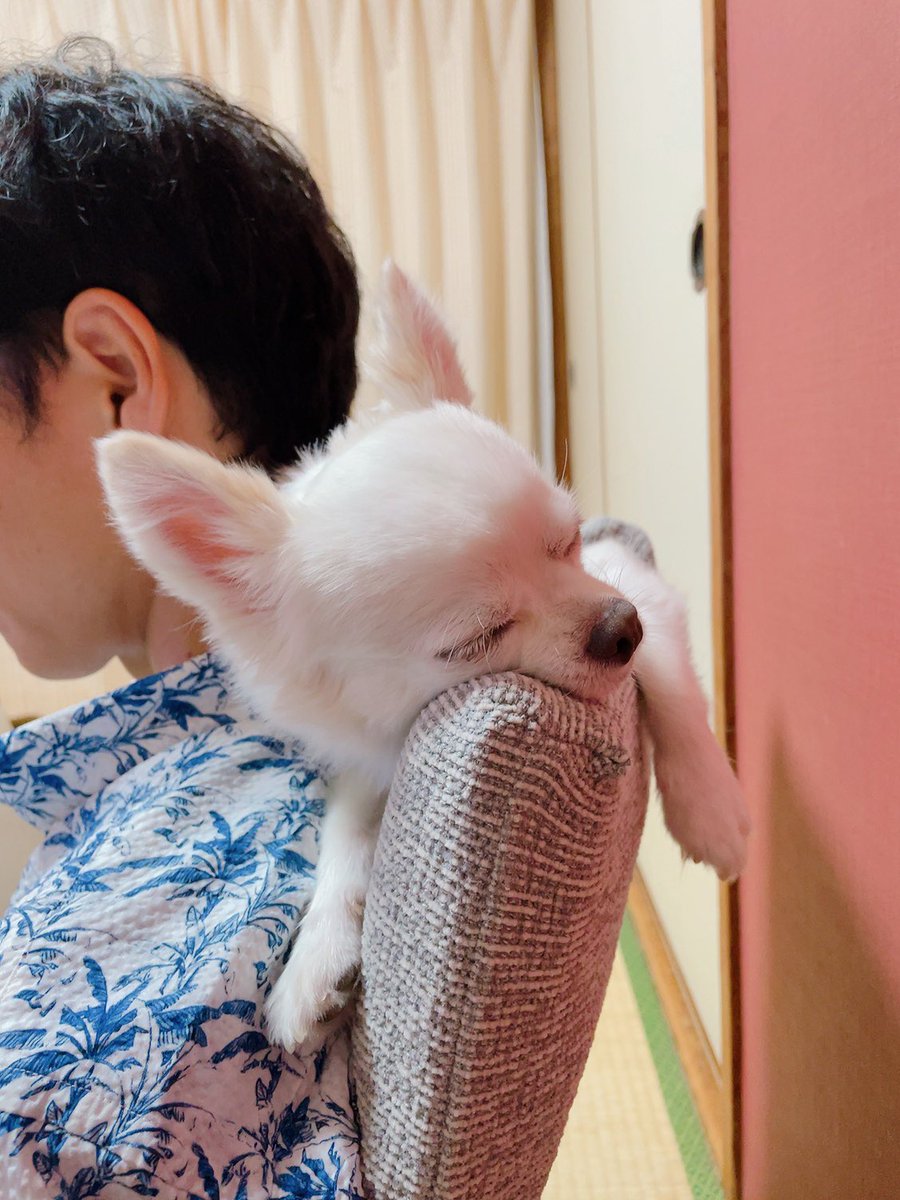 Lmn1t's tweet photo. こんにちは😃
超超久しぶりです笑😆
だらんと寝てる姿のラブ可愛い🐶
#犬のいる暮らし
#チワワ
#犬大好きさんと繋がりたい https://t.co/7eRmmpcu7V