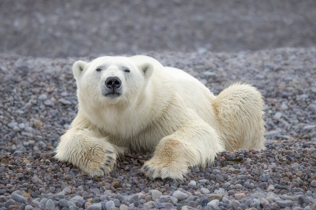 #WildlifeWednesday and a healthy polar bear resting on a rocky beach in Svalbard, Norway