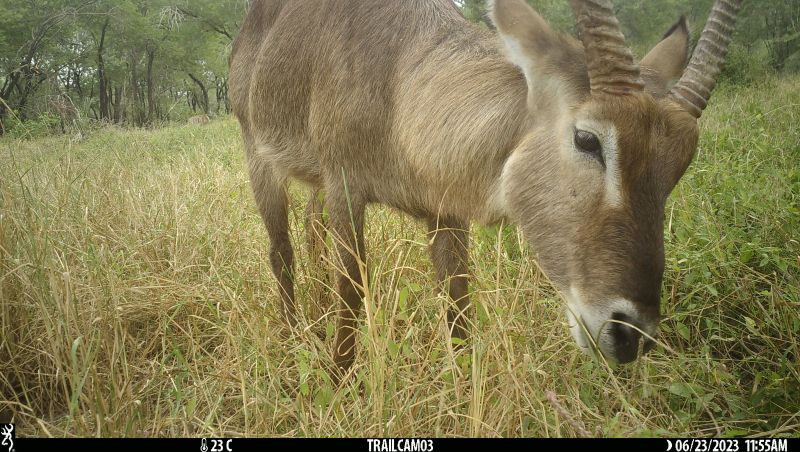Teachers, show your students how to become a wildlife detective by identifying the animals captured on film in the Park by Wildcam Gorongosa: lnkd.in/eAFC2Fym Photo - Beto Tenente
