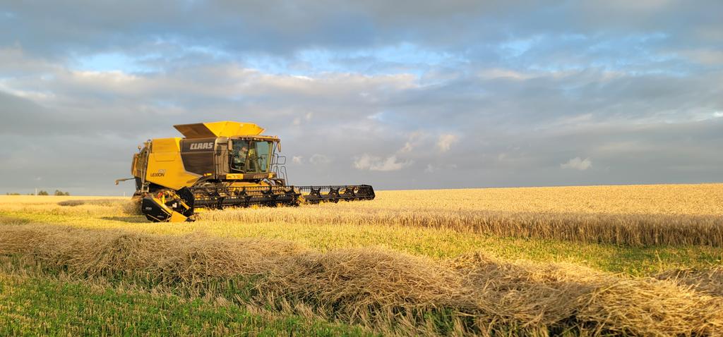 Cracking on into the spring wheat