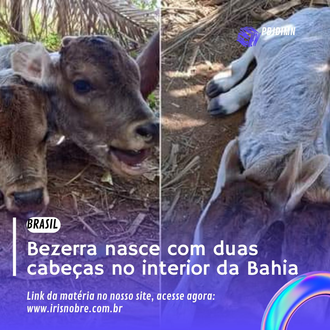 PBJDIMN's tweet photo. Brasil: Bezerra nasce com duas cabeças no interior da Bahia https://t.co/paQSKAJnxB https://t.co/gripPnYcBY