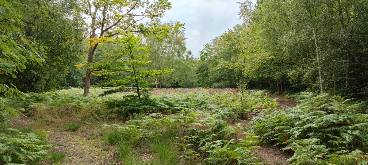 RobWilliams100's tweet image. Scenes from the second stage of the #LondonLoop (and a question to @LBofBexley - why were several gates on the path through Bexley locked?)