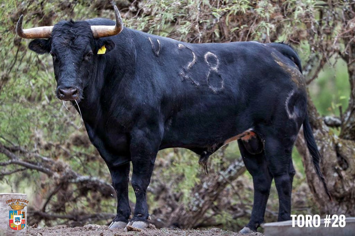 CincoVillasMex's tweet photo. ¡EL TORO EN CINCO VILLAS!
La plaza de toros “Cinco Villas” se complace en compartir con ustedes, el imponente encierro de la ganadería zacatecana de José Julián Llaguno, el cual se lidiará el próximo 17 de septiembre a la 1pm. https://t.co/bpY6MjjNuD