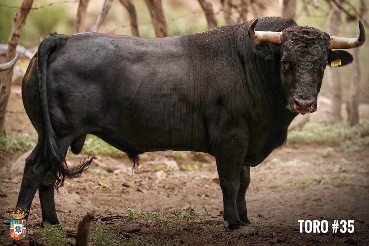 CincoVillasMex's tweet photo. ¡EL TORO EN CINCO VILLAS!
La plaza de toros “Cinco Villas” se complace en compartir con ustedes, el imponente encierro de la ganadería zacatecana de José Julián Llaguno, el cual se lidiará el próximo 17 de septiembre a la 1pm. https://t.co/bpY6MjjNuD