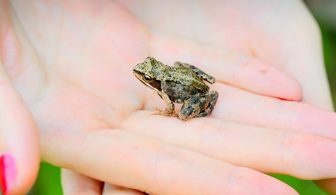 little frogy 💚💚💚 https://t.co/i3KFiZnVZQ<a href="/tag/mushrooms"class="tags"><span>#mushrooms</span></a>