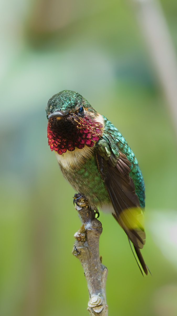 RETORNO del emblemático Rufous-shafted Woodstar. #santander #colibries #hummingbirds #Colombia