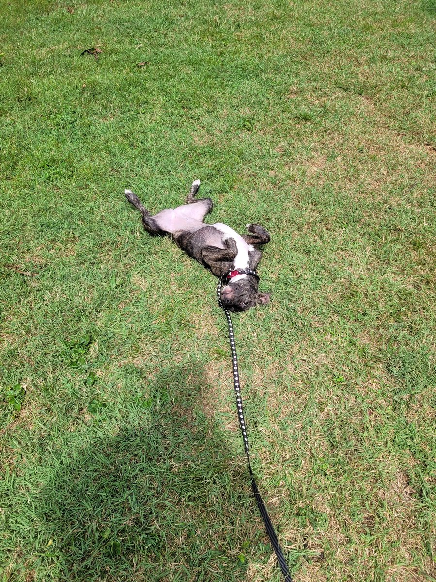 HorrorDog20's tweet photo. Something exciting happened... Mom adopted a LITTLE SISTER for me!!🥰 She chews on my ears and my leg sometimes, but she also gives me kisses and has made me a lot less nervous. Thunderstorms don't even scare me like they used to! Ripley is 6 months old💜 https://t.co/a79Ghm05tg