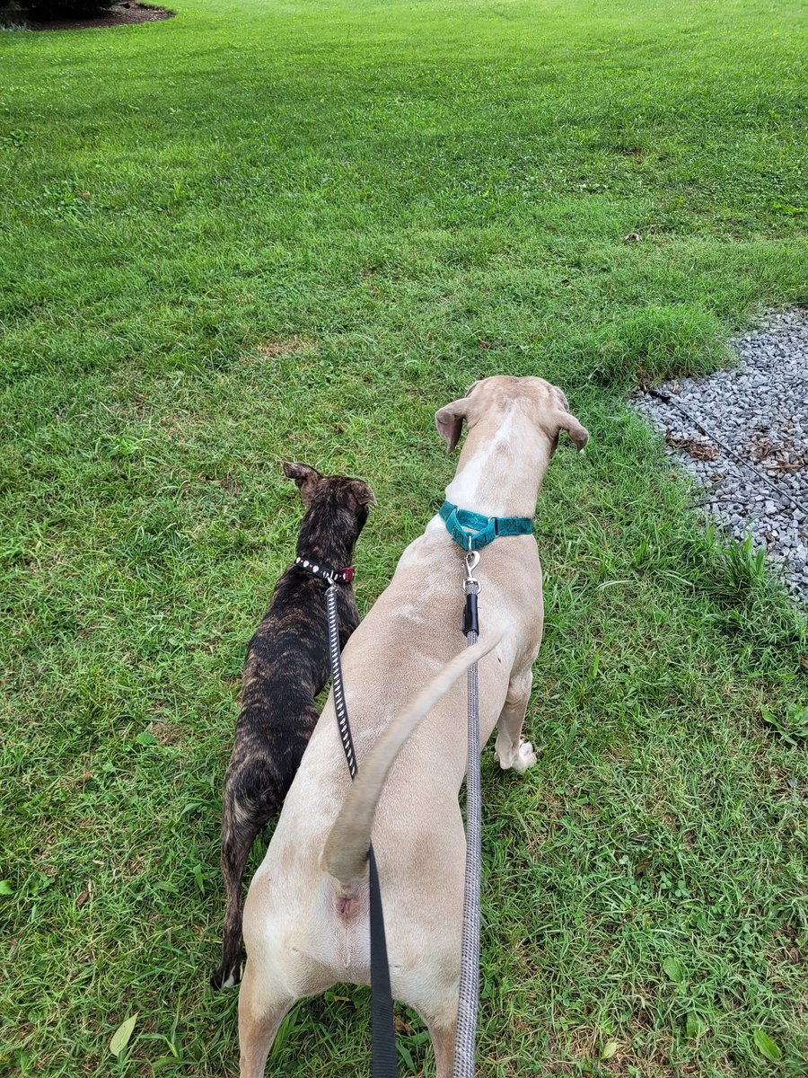 HorrorDog20's tweet photo. Something exciting happened... Mom adopted a LITTLE SISTER for me!!🥰 She chews on my ears and my leg sometimes, but she also gives me kisses and has made me a lot less nervous. Thunderstorms don't even scare me like they used to! Ripley is 6 months old💜 https://t.co/a79Ghm05tg