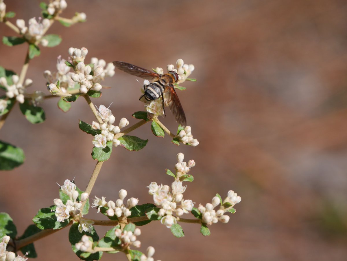Faith Borak (@borak_faith) on Twitter photo Had a lovely outing with <a href="/apsciencebydan/">Dandroid's Aperture Science ππ€ππ€π·οΈπ</a> on Sunday! Many a bug to be had πͺ²π·οΈ Had a lovely outing with <a href="/apsciencebydan/">Dandroid's Aperture Science ππ€ππ€π·οΈπ</a> on Sunday! Many a bug to be had πͺ²π·οΈ
