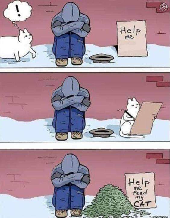 retweetalltw's tweet photo. #cat #cats #catlover #cutcat #kitty #kitten #pet #CatsOfTwitter #poupettekenza #LaCasaDeLosFamososMx https://t.co/144IXvRh5R