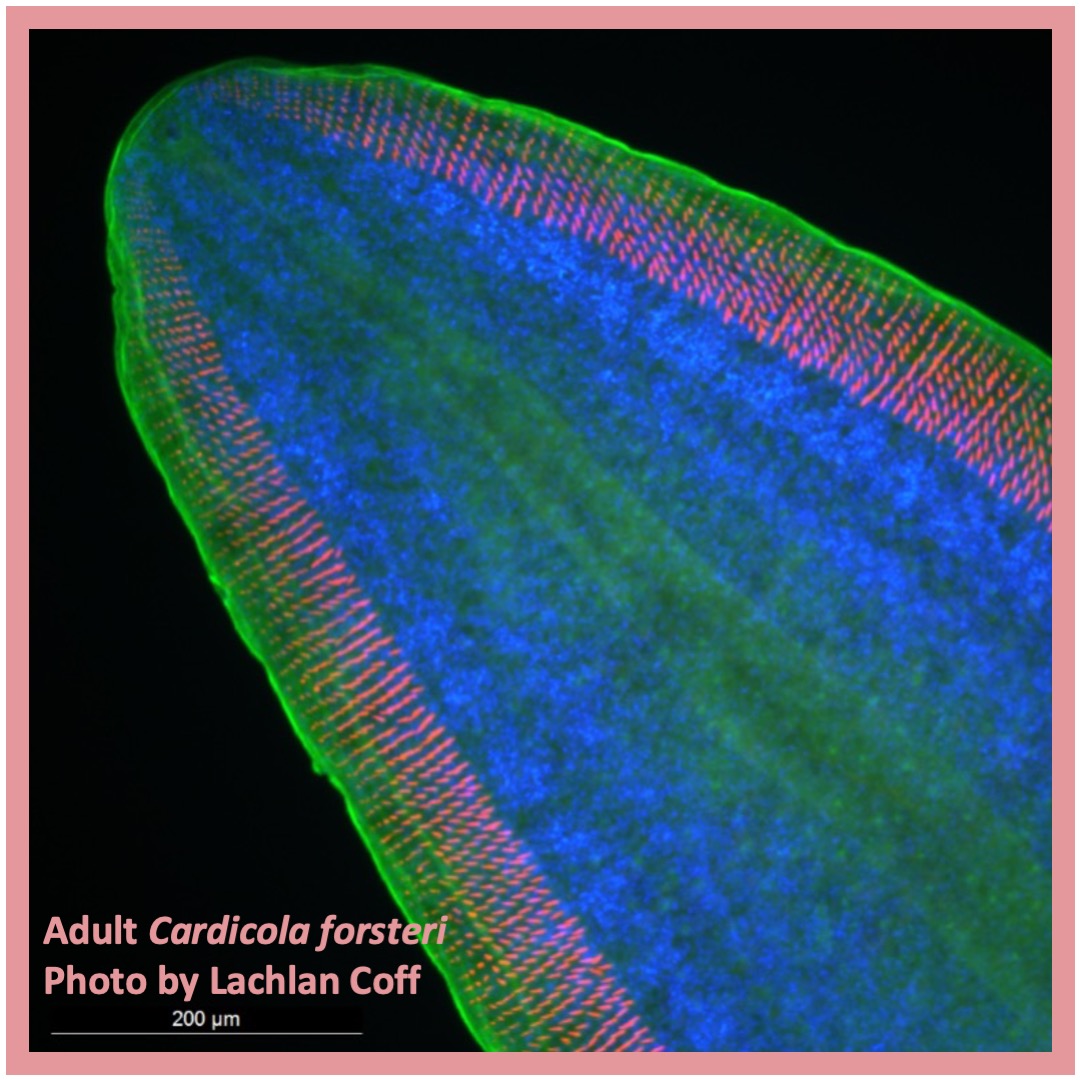 Herminthology tweet media