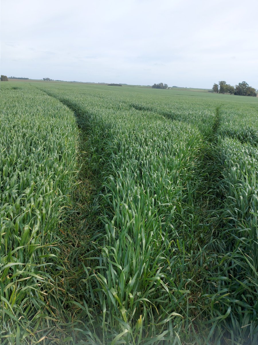 dftucci's tweet photo. Buena recorrida por el centro. Colzas bien encaminadas, trigos de muy buen potencial para estarles bien arriba y maices Dekalb sembrados la semana pasada que ya están moviendo! Entusiasma charlar con productores que hacen mucha agronomía y van para adelante !!!@Bayer4CropsUY https://t.co/7JodUf5s3n