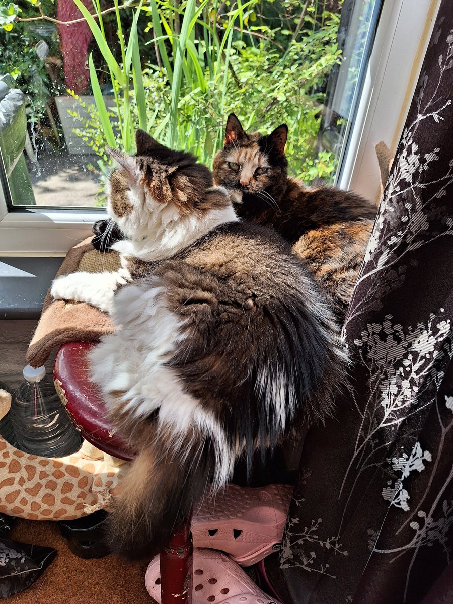 swangirl14's tweet image. MISSING CAT  
My tortoise shell with orange nose housecat has gotten out and last seen 10pm totally freaked out because not used to the big wide world outside 😿
Wearing collar, bell and pink barrel with contact details. Is microchipped 
Sherwood Estate #Fallowfield