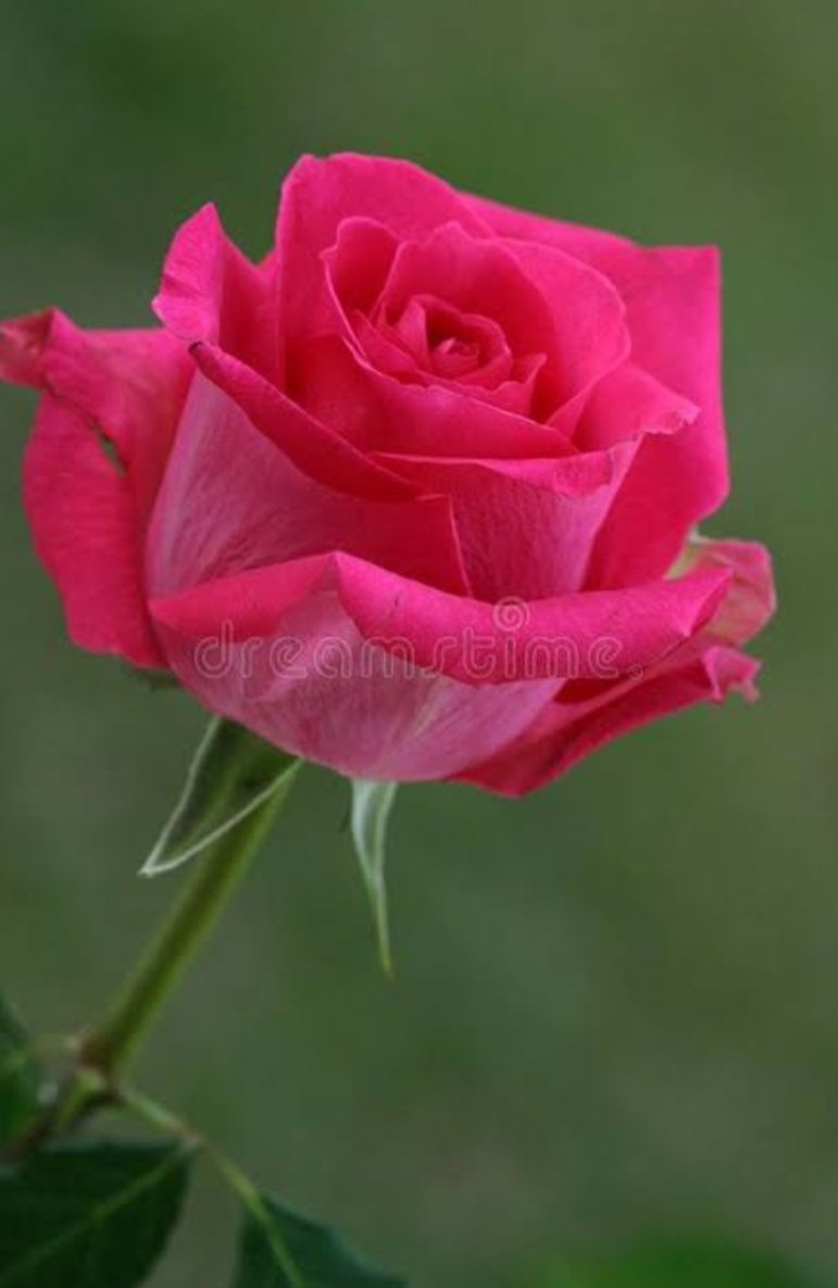 christi19671967's tweet photo. A rose for you
To say, friend you
Are dear to me
💕🌷💚💕🌷💚💕🌷💚💕🌷💚💕 https://t.co/5hozTOuUbn
