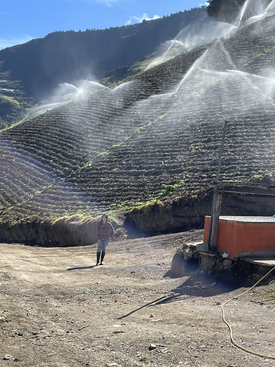 rjrmtoros's tweet photo. En Hda Las Porqueras del grupo @GanaLosRamirez/#Inasveraca seguimos aportando a nuestro país, sembrando Papa granola,asegurando la seguridad alimentaria de nuestros ciudadanos #104añostrabajandoporvenezuela https://t.co/M5fldd0lZd