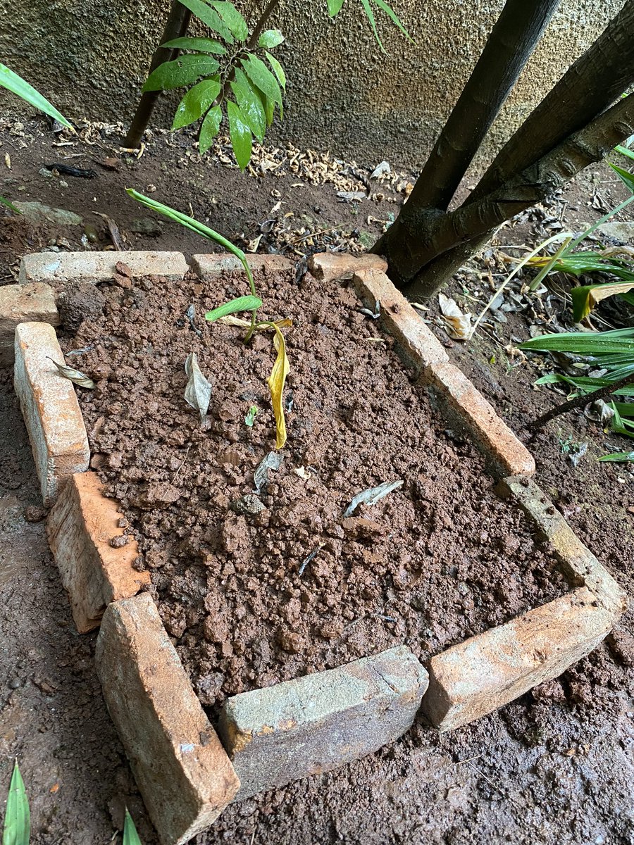 Selamat tidur panjang, Lilo Romadono