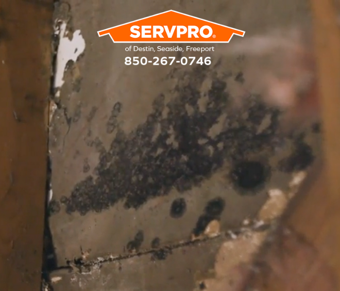 What Process is Used to Restore Mold Damage in Santa Rosa Beach? We are leaders in mold damage restoration in Walton County. #SERVPRO #SERVPROofDestinSeasideFreeport #HeretoHelp #LikeItNeverEvenHappened #waterdamage #firedamage #propertydamage