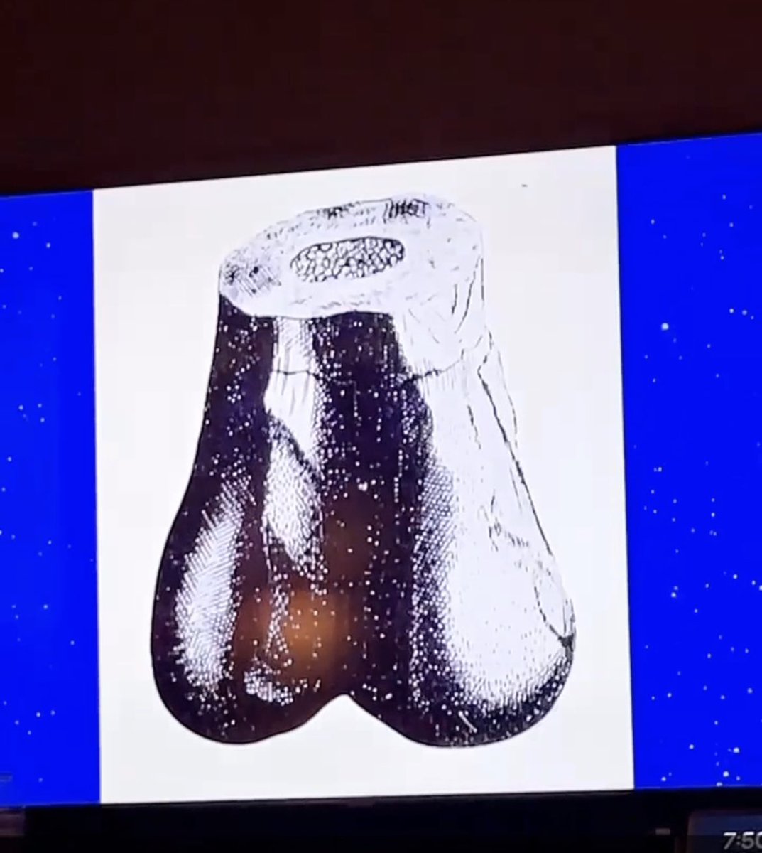 KousinKyle's tweet photo. I��ll take things that look like Sasquatch nutsack for $400 @Jeopardy https://t.co/PU1jpaSz1C