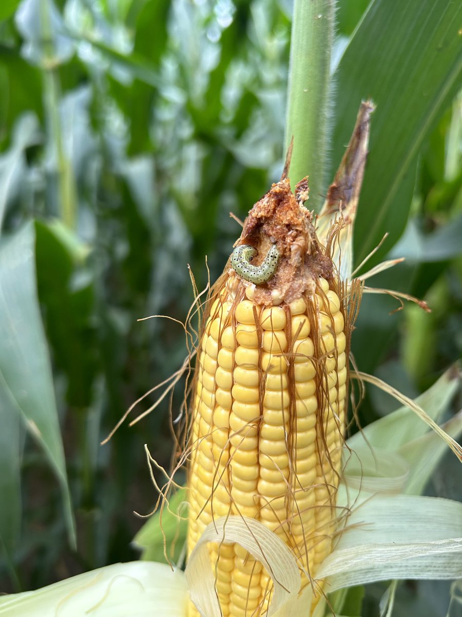 MaizeMan_Seth's tweet photo. These little devils can go back where they came from. #podworm #cornearworm #WTAgronomy https://t.co/WqpYkvjGxa