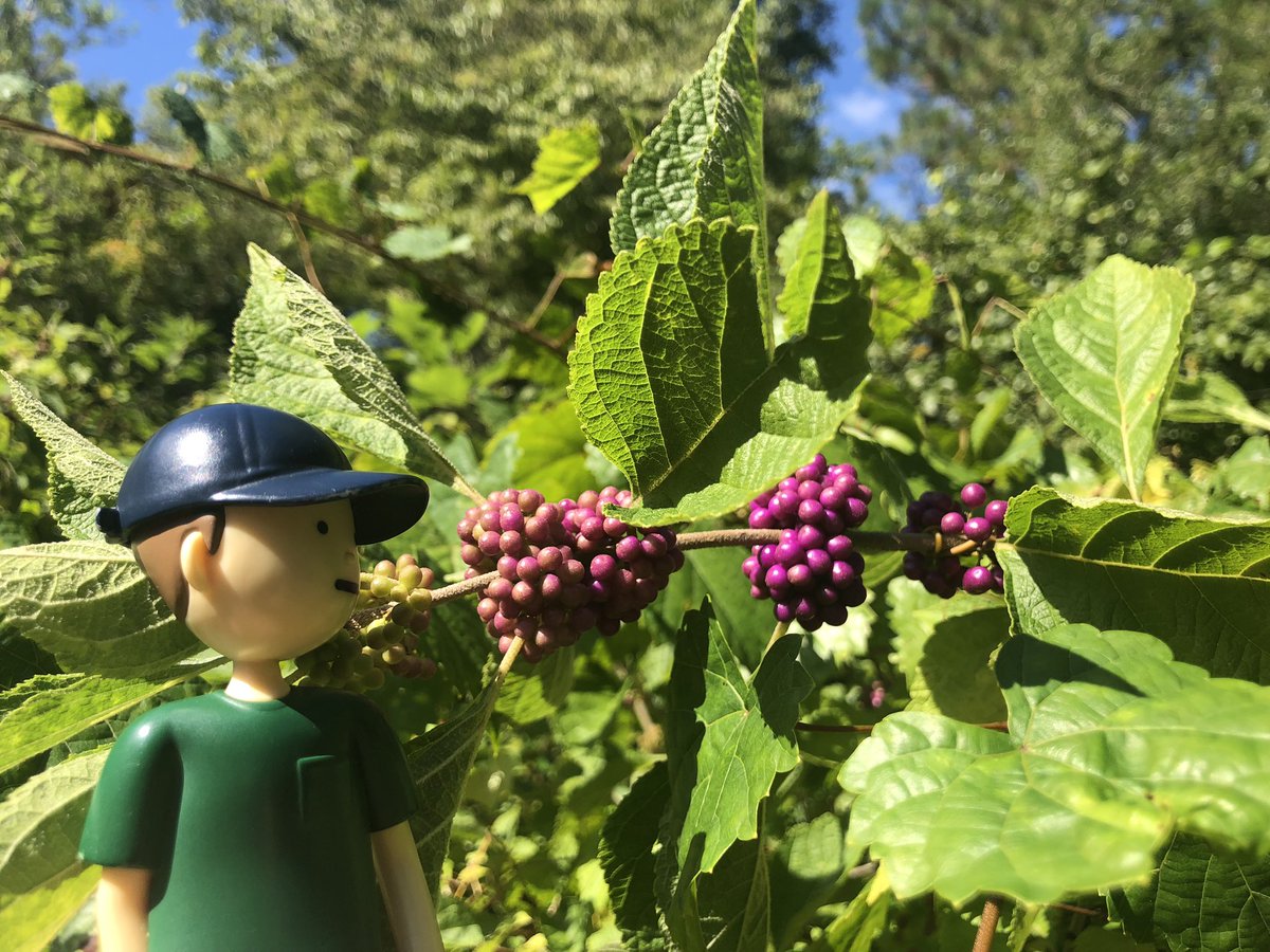 Beautiful beautyberry