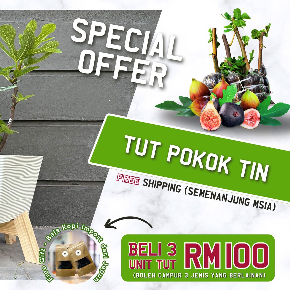 Pokok Tin Sekinchan (@kebunfresh) / Posts / X