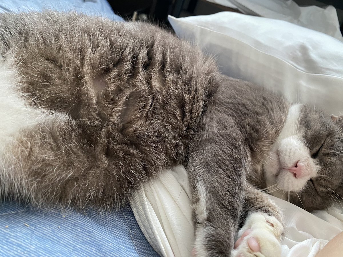 deishikaoru's tweet photo. 朝目が覚めて
最初に目に映ったのが
フカフカの猫の腹毛って
なんか幸せ https://t.co/KxLRST2Mm7