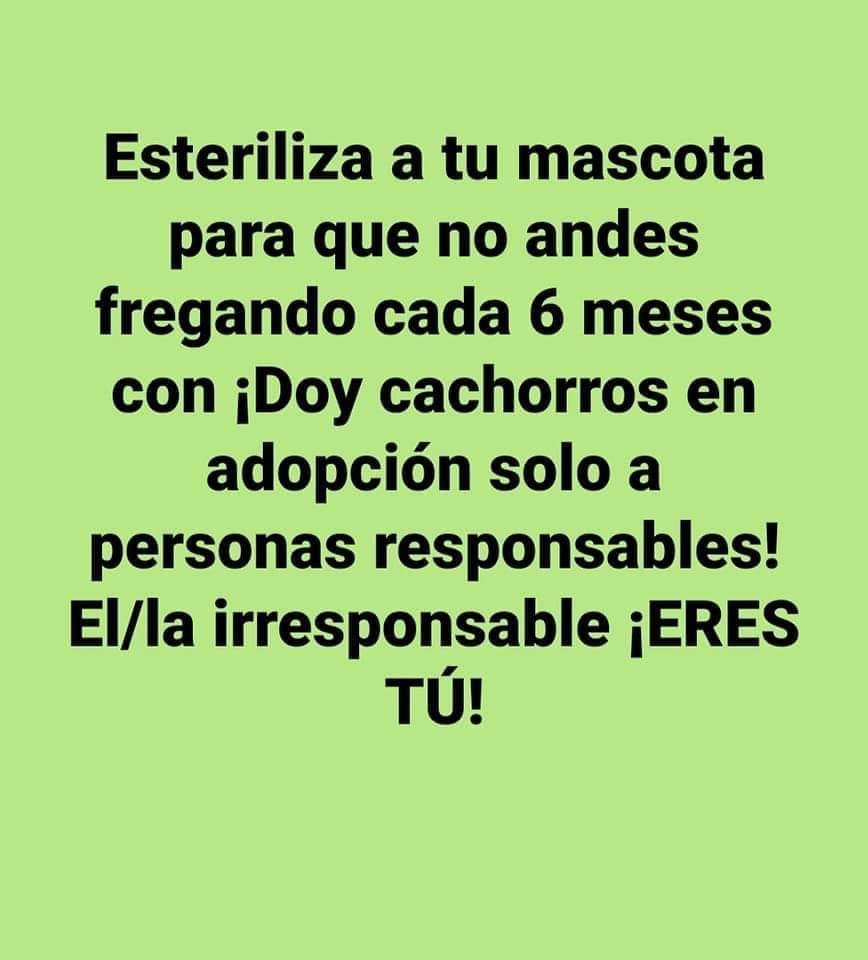 vi_facebook's tweet photo. Lo vi en Facebook : Esteriliza a tu mascota, ¡irresponsable! https://t.co/ESzzpzGXFj

#Facebook #Mascotas #Irresponsable https://t.co/pU6QPhkf7o