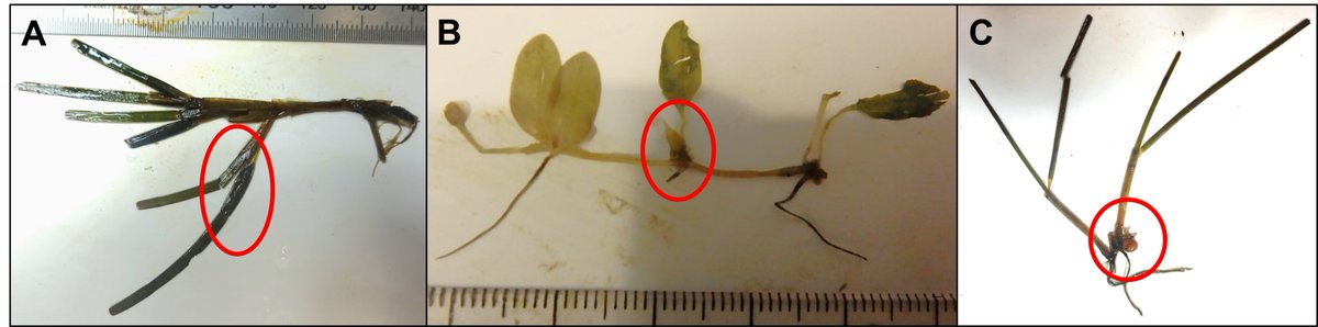 Check out my latest research on how many viable #seagrass fragments are available for dispersal, what they look like, and what factors are producing them in the #GreatBarrierReef #JCU #TropWATER #marineecology tinyurl.com/576hb4m5