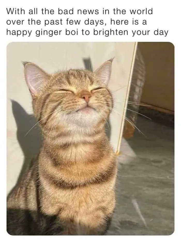 catsnkittys's tweet photo. https://t.co/VLGLYn0MnC