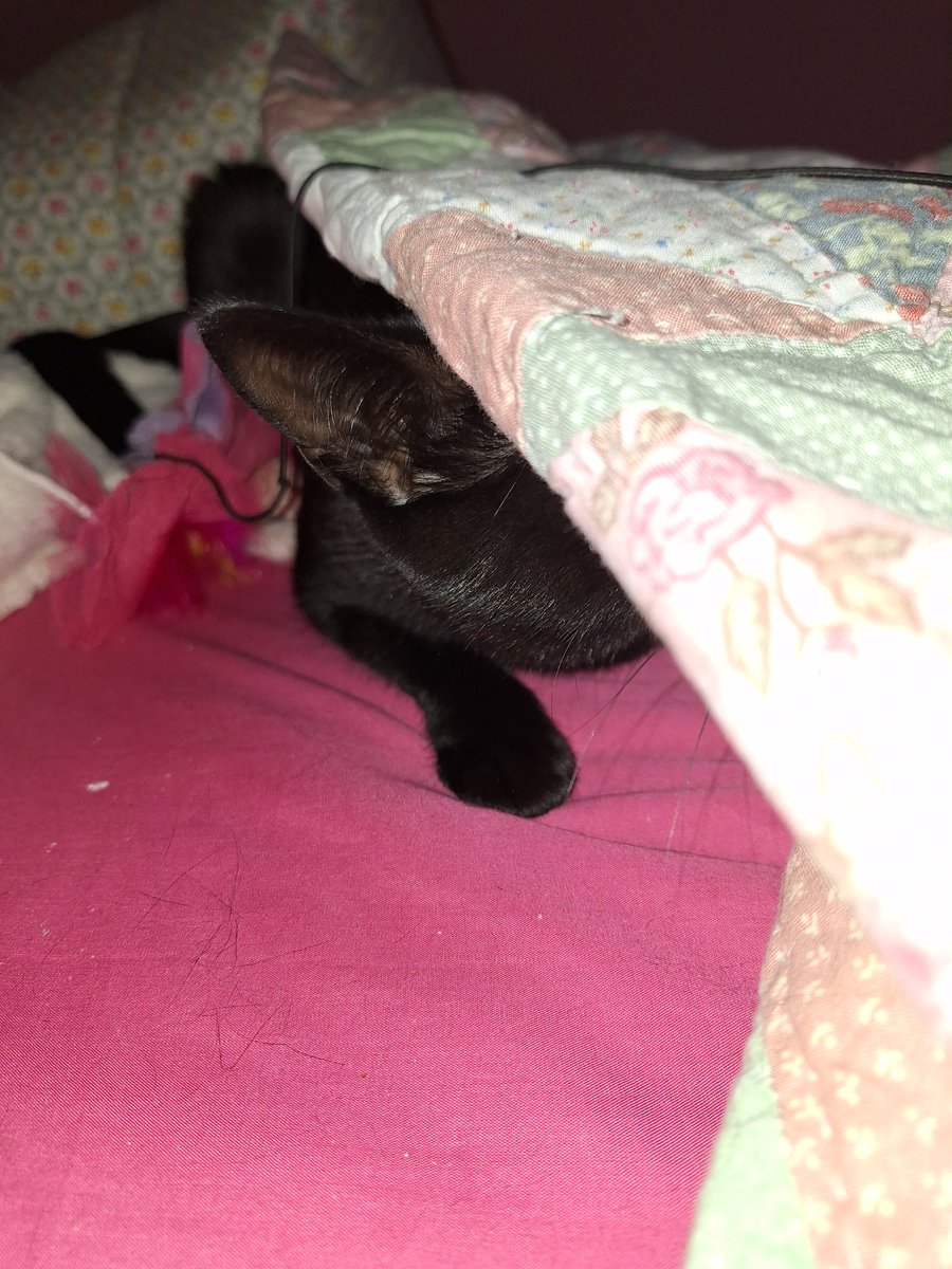kateandgucci's tweet photo. #Playtime #MondayMorning
Mum made me a cave!! Then I knocked it down 🙀
Should mum b worried im very close to her feets? 😹
#panfurpower I'm chasing zoomies under the covers
#Help required!
Busy evening at base. https://t.co/PlRq57q9Ll
