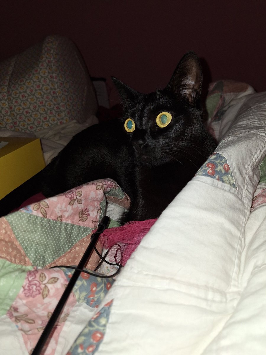 kateandgucci's tweet photo. #Playtime #MondayMorning
Mum made me a cave!! Then I knocked it down 🙀
Should mum b worried im very close to her feets? 😹
#panfurpower I'm chasing zoomies under the covers
#Help required!
Busy evening at base. https://t.co/PlRq57q9Ll