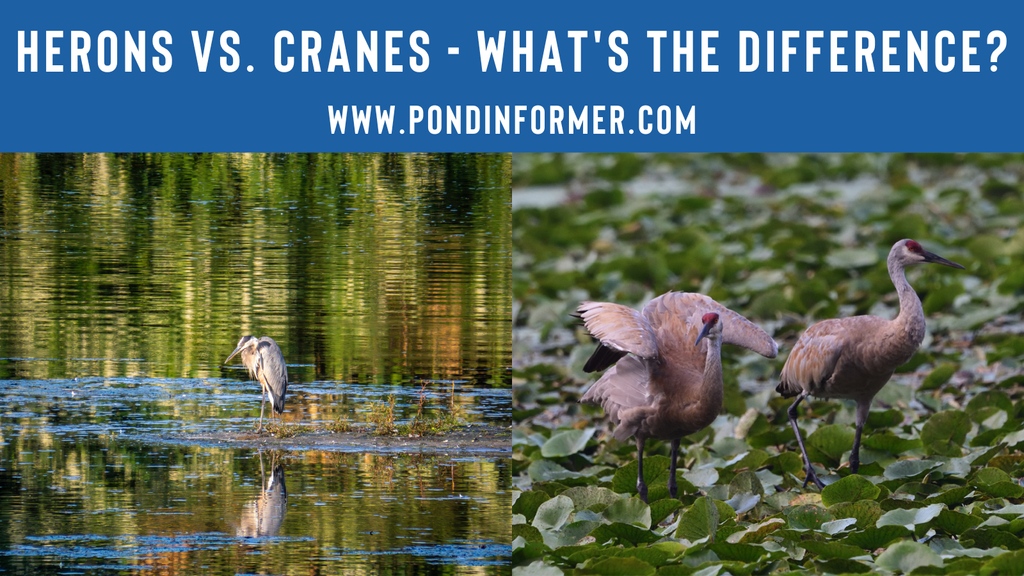 PondInformer's tweet photo. Ever wondered what the differences are between herons and cranes? Check out this article to learn more about these fascinating birds and how they differ! https://t.co/IBAO2SzxgY

#wildlife #herons #cranes https://t.co/RQYAproBMs