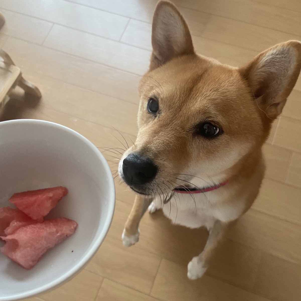 d0LUd93CUFEIYGE's tweet photo. 皆様、今年の夏の思い出はありますか？

スイカ農園のお手伝い･スイカ割り大会に行った社員がいました。お土産のスイカがとても美味しかった〜😋
大好きなスイカを通して人との出会いや思い出が作れるなら、私も参加したいなあ…と思った夏でした🍉

かとう🍉

https://t.co/t8laYYcmIu https://t.co/tujS1oTG83