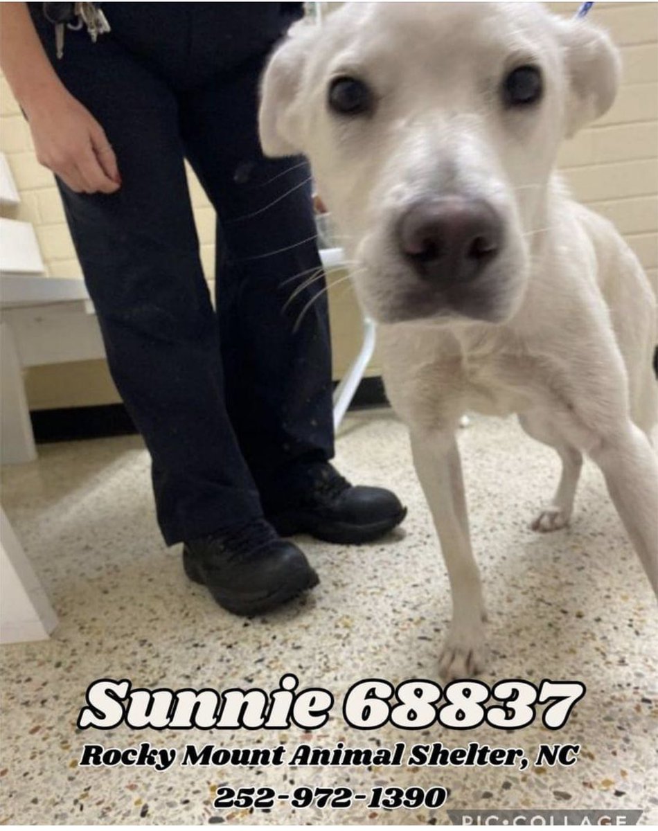 🌞Sunnie🌞 added to 9/6 Kill List 💔 #RockyMountNC only 6 months old 😢#Gsd & #GreatPyrenees pup needs 
Immediate ⚠️⚠️
#Foster DM 
#adoptable $45
#Pledge to attract 
#Rescue 🔜🔜🔜🔜
📫 jujubee46@gmail.com 4 rescue Assistance 🆘
📞shelter 252-972-1390
⬇️⬇️⬇️⬇️