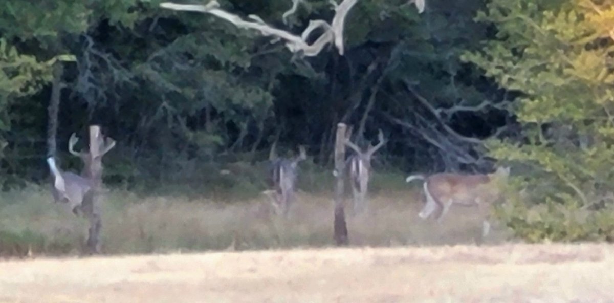 GrigarKevin's tweet photo. Visitors this evening. https://t.co/7rSXwCU7Xi