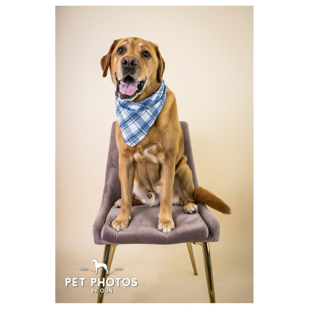 A good sit by a good boy!

#dog #dogsofig #dogportraits #petportraits #petphotographer #dogphotographer #sacramentophotographer #sactowndogs