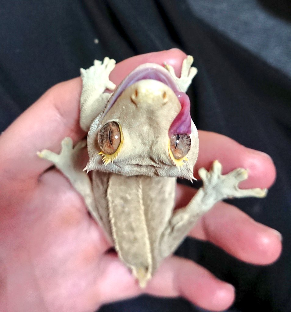 上目遣い(物理)
#クレス教  #クレステッドゲッコー
#爬虫類