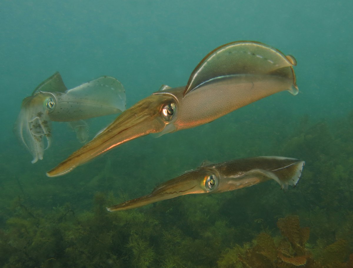 IMASUTAS's tweet photo. IMAS researchers have found Tasmania’s scalefish fishery contributed over $6 million towards the state’s economy in 2020/21, with their findings identifying several opportunities to help improve the sector’s medium-term viability and profitability. 

More: https://t.co/mQuE8m2JJL https://t.co/LalR7qstwc