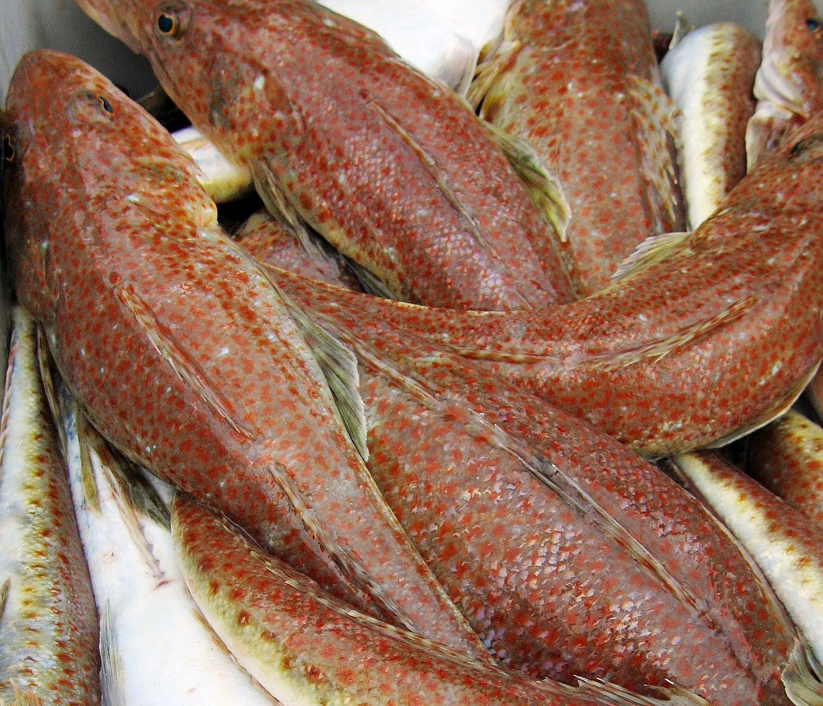 IMASUTAS's tweet photo. IMAS researchers have found Tasmania’s scalefish fishery contributed over $6 million towards the state’s economy in 2020/21, with their findings identifying several opportunities to help improve the sector’s medium-term viability and profitability. 

More: https://t.co/mQuE8m2JJL https://t.co/LalR7qstwc
