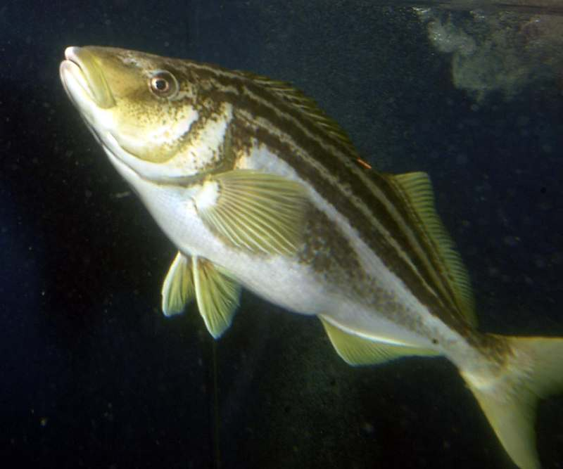 IMASUTAS's tweet photo. IMAS researchers have found Tasmania’s scalefish fishery contributed over $6 million towards the state’s economy in 2020/21, with their findings identifying several opportunities to help improve the sector’s medium-term viability and profitability. 

More: https://t.co/mQuE8m2JJL https://t.co/LalR7qstwc