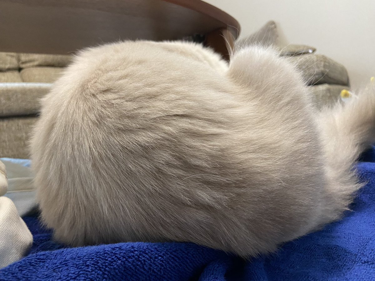 目の前にふわふわの大福が…♡