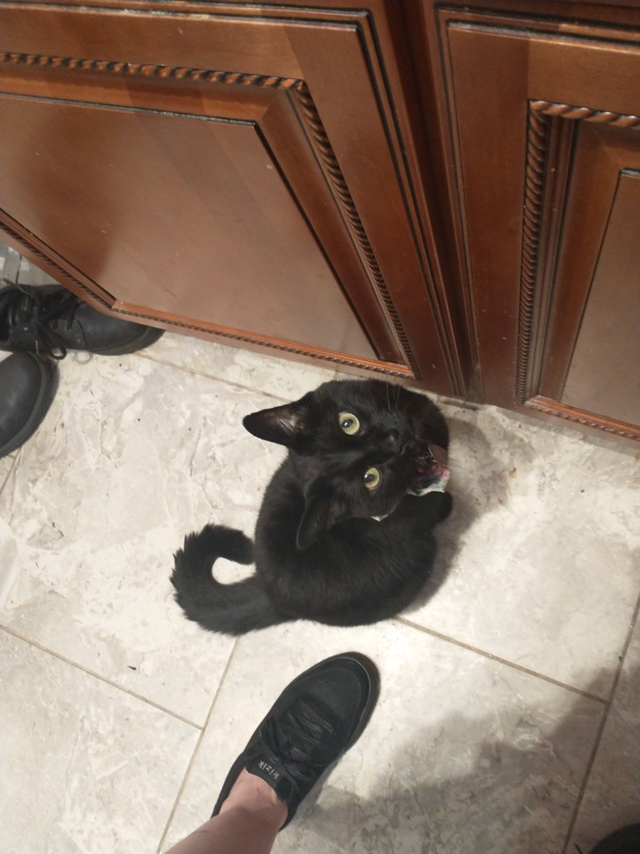 TudorsAndTMs's tweet photo. The sad sad eyes of a clearly starving and very neglected cat (who literally just ate his dinner) watching us cook salmon. #tragic #injustice #inthearmsofanangel https://t.co/A36KLf9Rhe