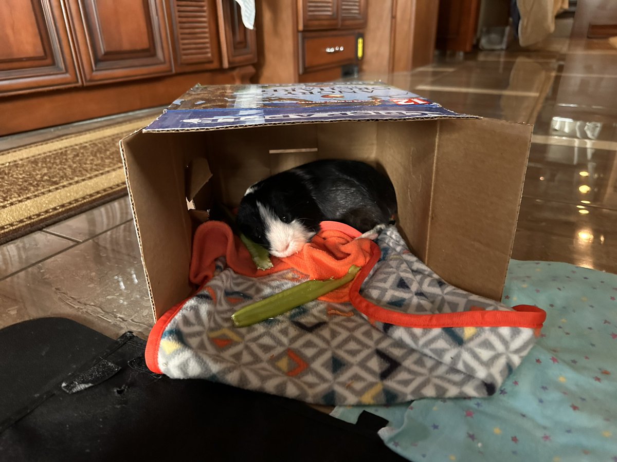 FURniture is very important in making someone feel comfortable, even if it is only a cardboard box. Post your #DonorsChoose project link here if you have the #PandaCares match. I will make a few donations to help you get what your FURiends need to succeed. Do you like my box?!