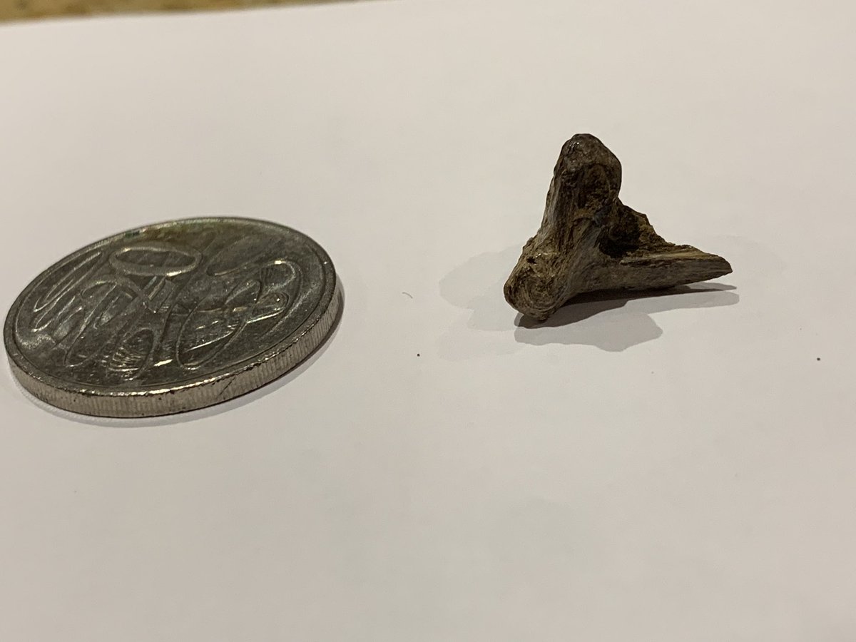 AgatheLP's tweet image. Fantastic time talking with primary school kids about #STEM careers, how to find out the age of rocks and fossils, and the iconic Beaumaris fossil beach in our backyard @BaysideCouncil @UniMelb @museumsvictoria