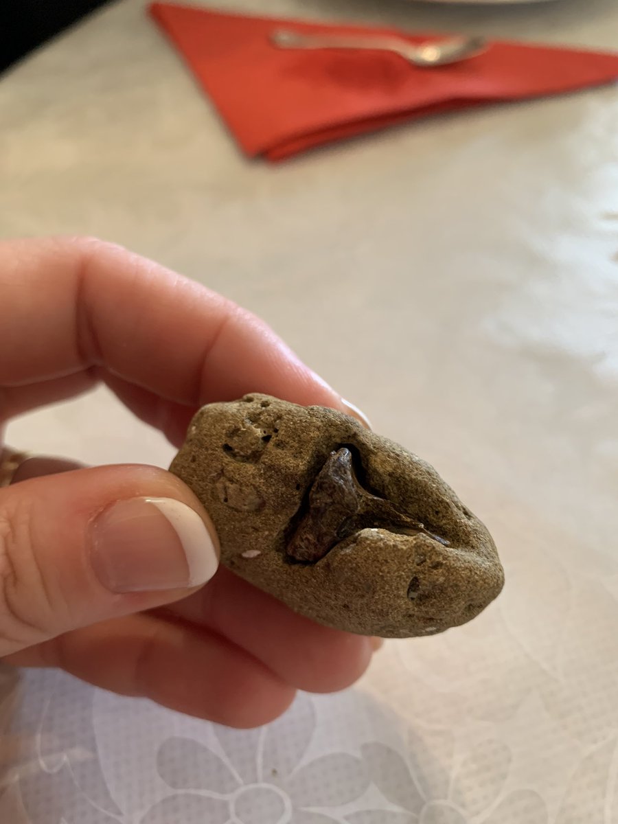 AgatheLP's tweet image. Fantastic time talking with primary school kids about #STEM careers, how to find out the age of rocks and fossils, and the iconic Beaumaris fossil beach in our backyard @BaysideCouncil @UniMelb @museumsvictoria