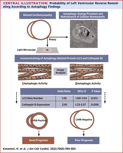 📌 Impacto de la autofagia en el pronóstico de pacientes con miocardiopatía dilatada
👩‍⚕️ <a href="/maarrocamora/">Mar Rocamora</a> 

➡️➡️ cardioteca.com/cardiologia-cl…

#articuloteca #biomarcadores #ctkbiomarcadores #cardiologia #cardiotwitter <a href="/GermanECediel/">German E Cediel</a>