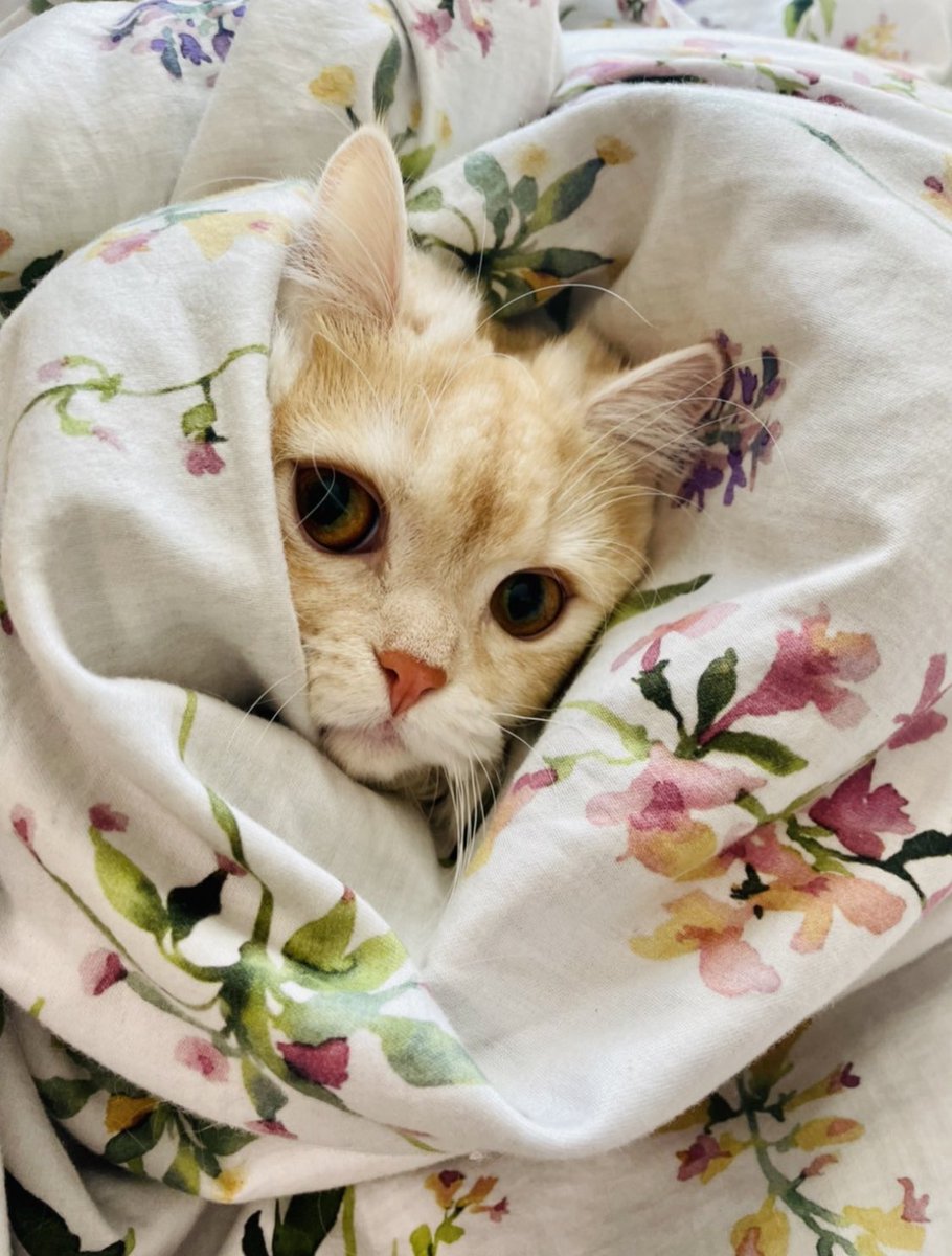 パッチ:「今日は９月6日だからクロ猫ちゃんの日れしけど、ぱっちゃんを見るれし〜。」
＃赤ちゃんのときのぱっちゃん
＃今日も明日もぱっちゃんを見るれし